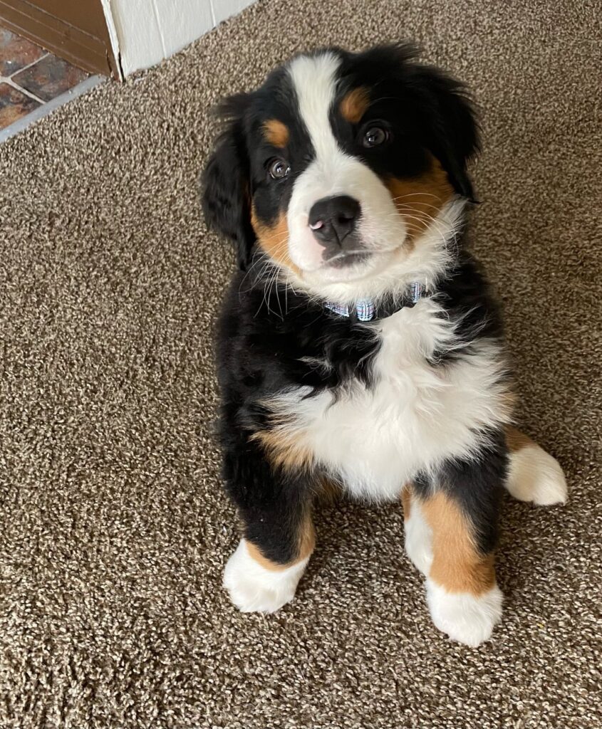 bernese mountain dog puppies price