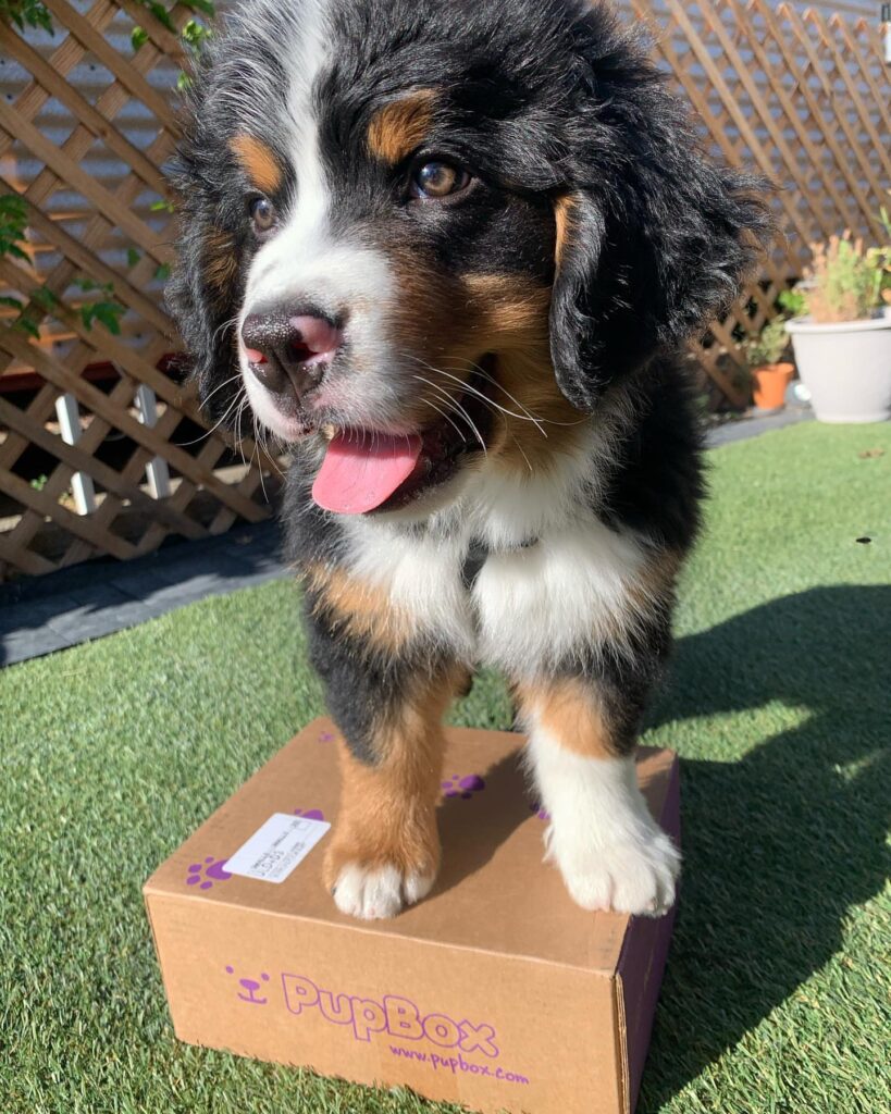 bernese mountain dog puppies for sale