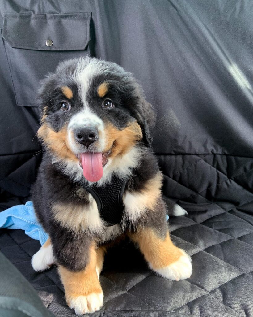 training bernese mountain dog puppies