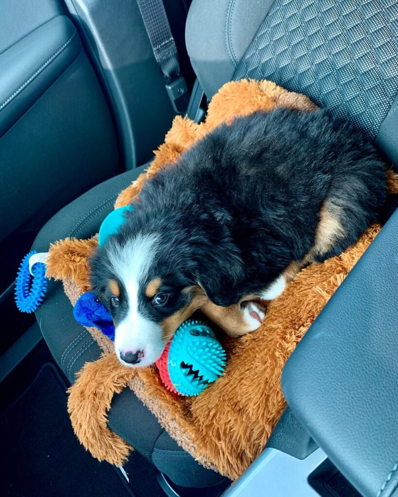 training a bernese mountain dog puppy